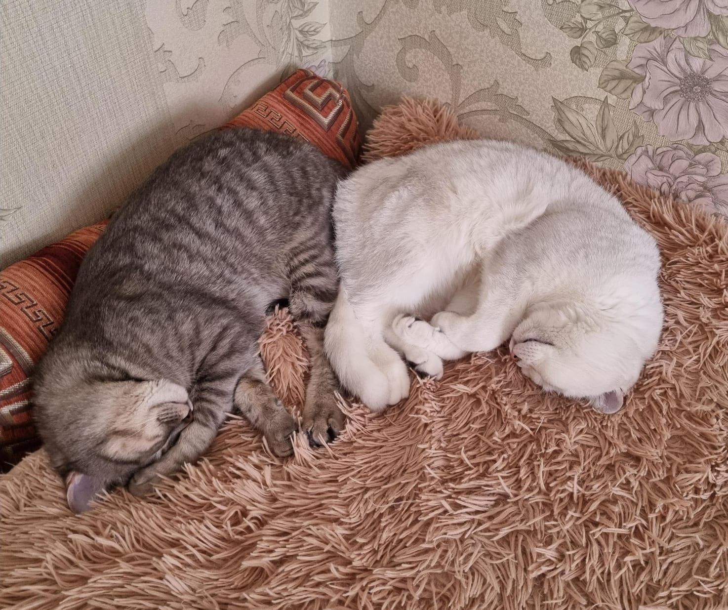 Фото В снегу и за рулем: в Новосибирске опубликовано свыше 50 фото милых питомцев к Дню кошек 52 - Сиб.ФМ Фото В снегу и за рулем: в Новосибирске опубликовано свыше 50 фото милых питомцев к Дню кошек 52